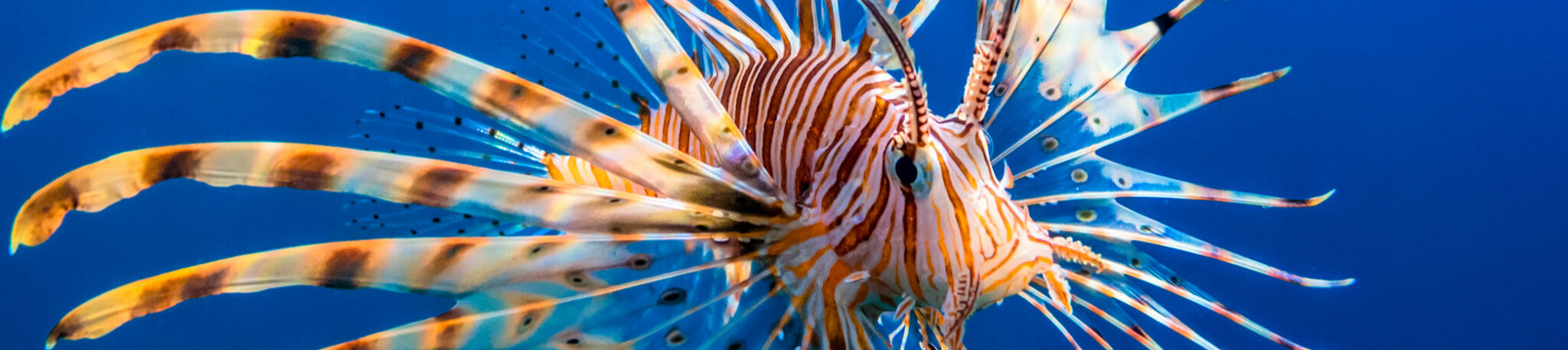 Lionfish